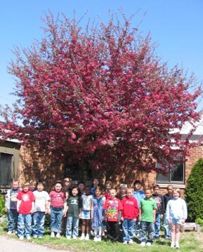 Spring Tree